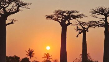 Pobarvanke z naših poti: Madagaskar